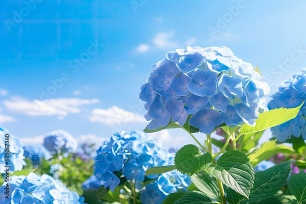 Obraz Blue French hydrangea under blue sky.