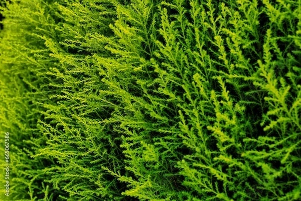 Obraz Close-up of a succulent green moss plant growing in a moist area.