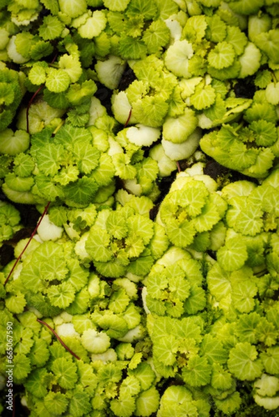 Obraz Close-up of a succulent green moss plant growing in a moist area.