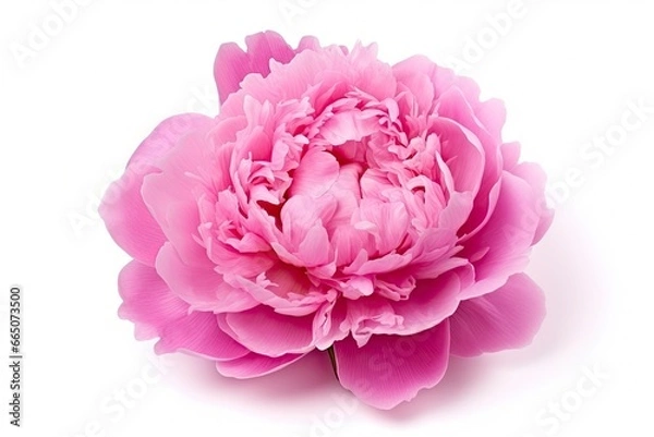 Fototapeta Peony isolated on white background.