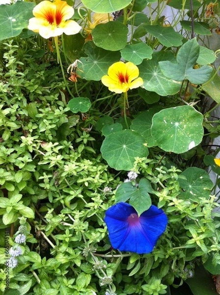 Fototapeta Capuchinas