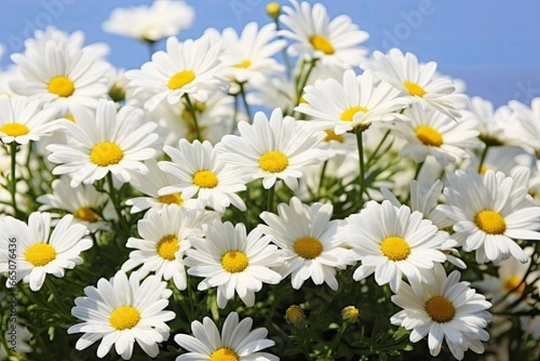 Obraz White daisy flowers.