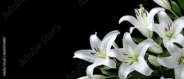 Obraz White lily flowers on black background.