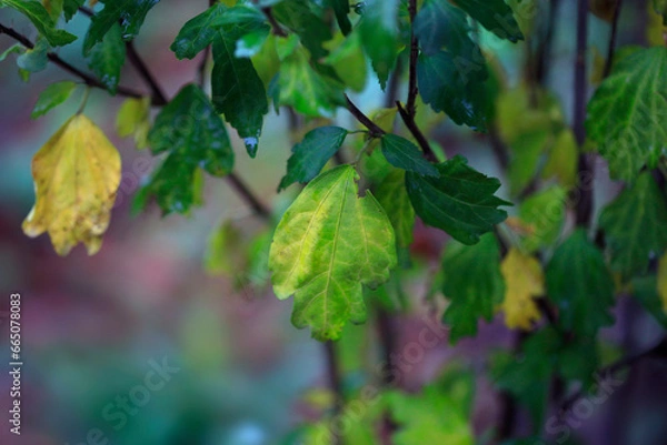 Obraz Drops of rain on autumn leaves
