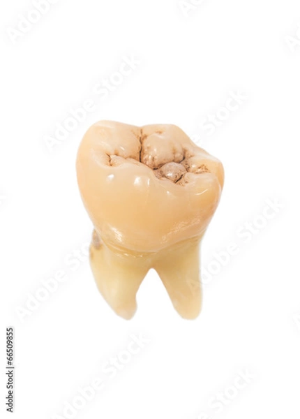 Obraz human tooth