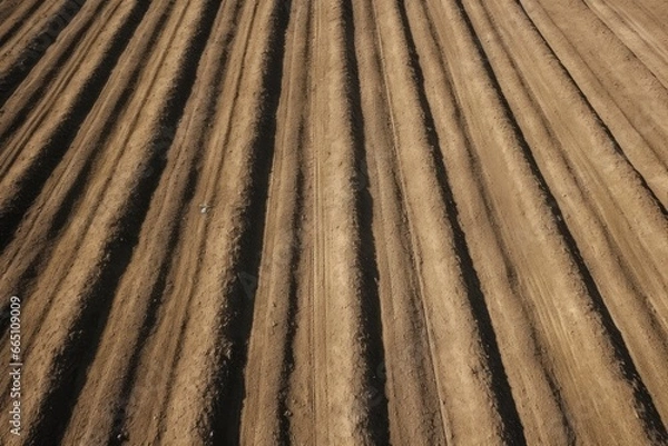 Fototapeta rows of soil for planting