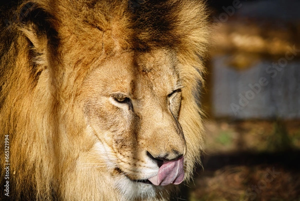 Fototapeta Portrait of a lion. Wildlife. Dangerous predator close-up. A big cat.