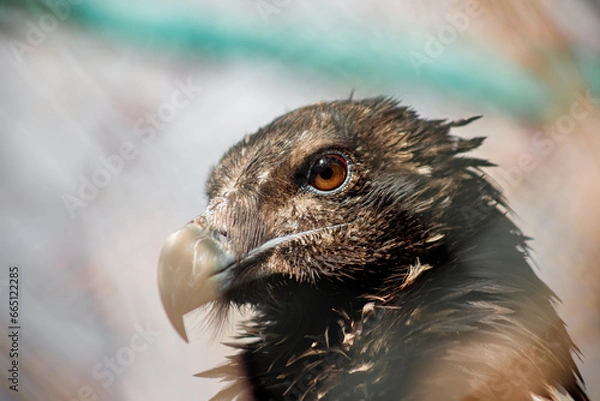 Fototapeta A large bird of prey. A predator in captivity. Zoo. Close-up. Portrait of a bird. Ornithology.