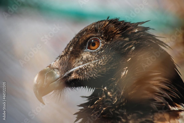 Fototapeta A large bird of prey. A predator in captivity. Zoo. Close-up. Portrait of a bird. Ornithology.