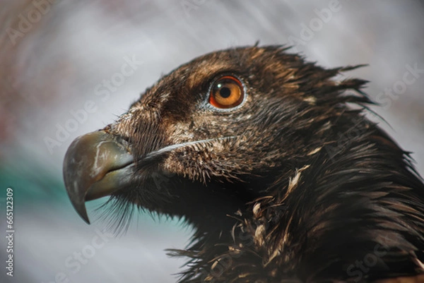 Fototapeta A large bird of prey. A predator in captivity. Zoo. Close-up. Portrait of a bird. Ornithology.