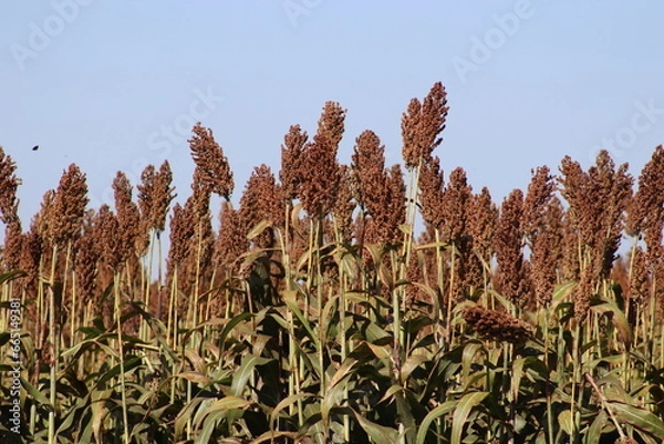 Fototapeta Sorgo