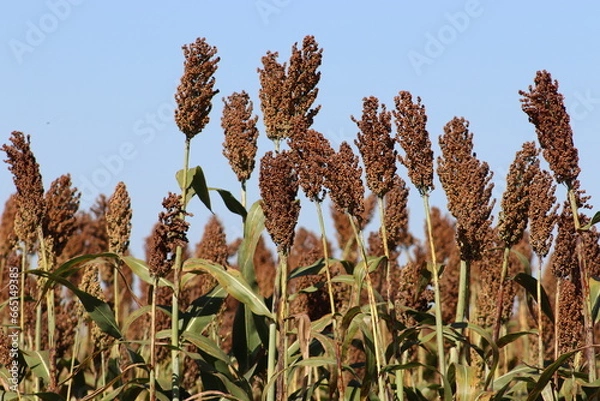 Fototapeta Sorgo