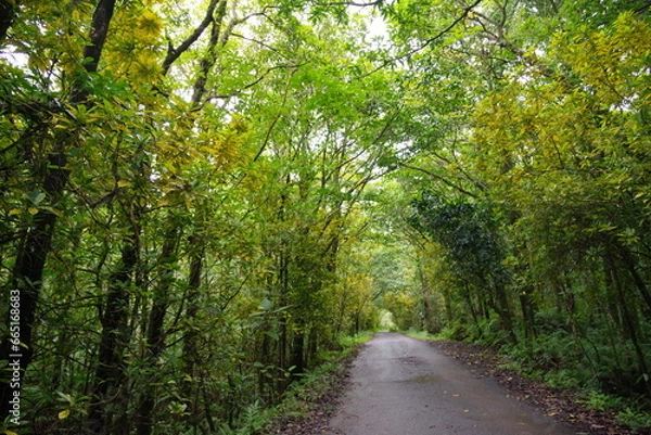 Obraz Chemin dans une forêt