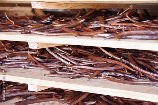 Obraz Vanille en cours de séchage 