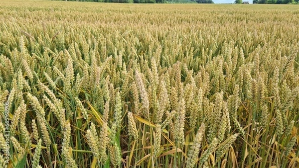 Obraz Endless rye fields with ripe ears at the end of the summer season