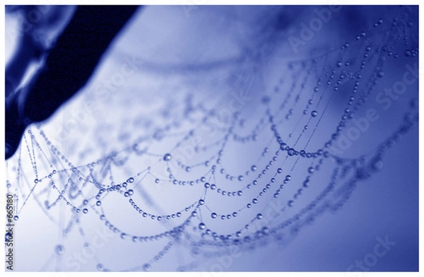 Obraz mgła pajęczyna