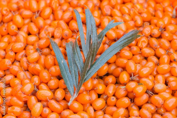 Fototapeta Close Up of  Sea-buckthorn (Hippophae Rhamnoides), fruit and leaves background