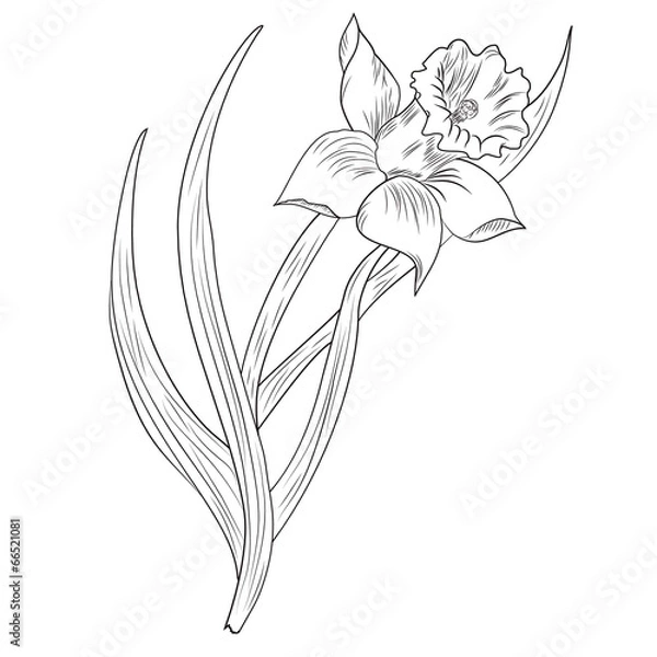 Obraz Kwiat żonkila lub narcyz na białym tle