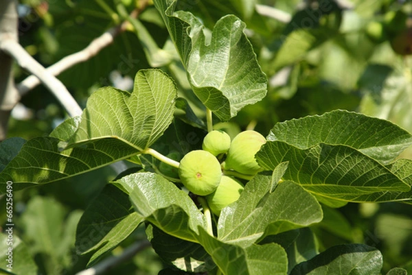 Obraz Unripe figs growing on tree in garden
