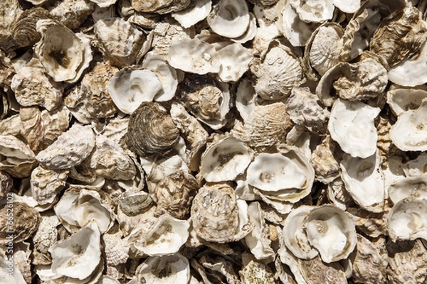 Fototapeta  oyster shells