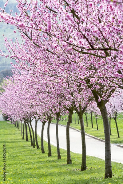 Obraz Blühende Mandelbäume