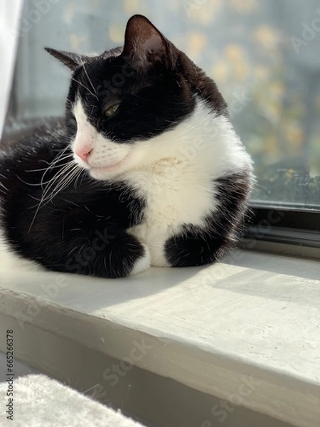 Obraz Tuxedo cat on a window sill