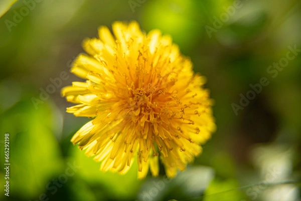 Obraz dandelion