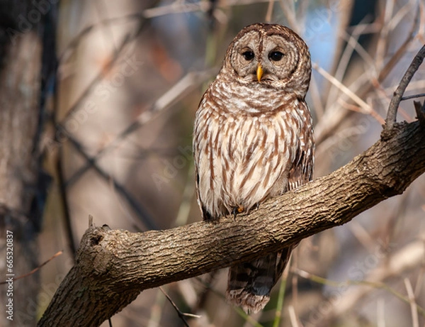 Obraz Barred Owl