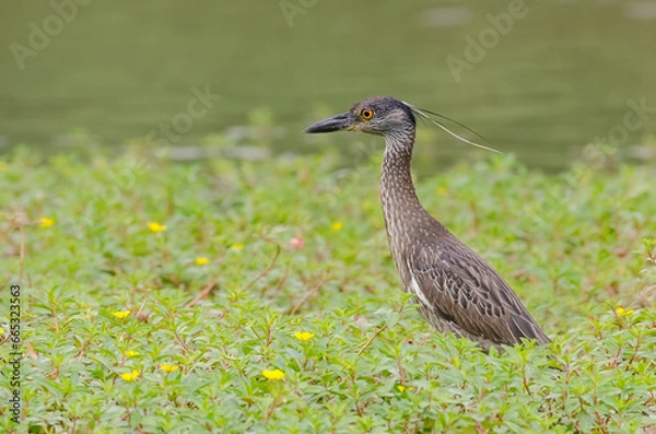 Obraz Yellow-crowned Night-Heron
