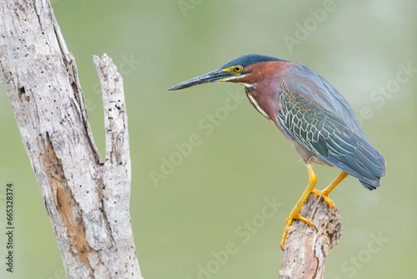 Fototapeta Green Heron