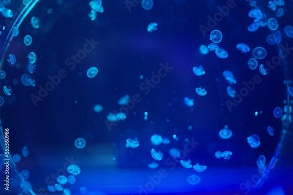 Fototapeta クラゲ