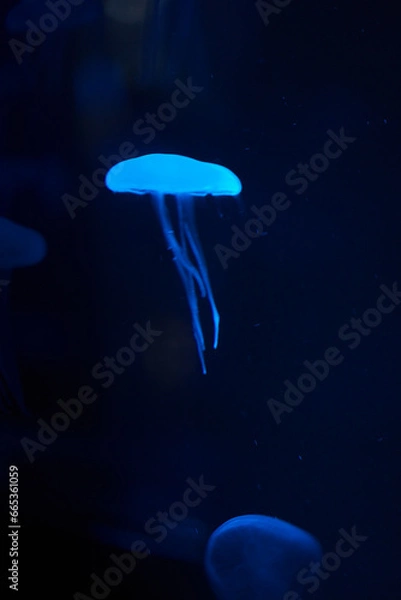 Fototapeta クラゲ