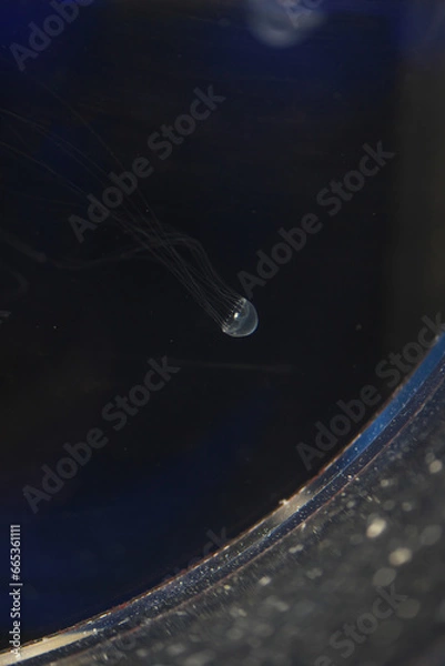 Fototapeta クラゲ