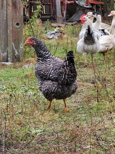 Fototapeta 
speckled chicken on the farm