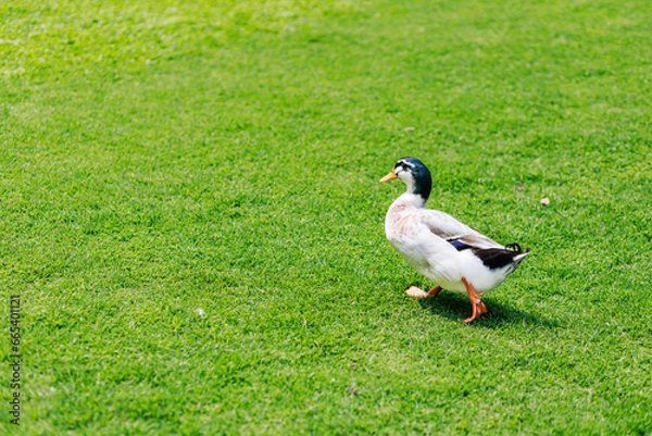 Obraz The duck on green yard