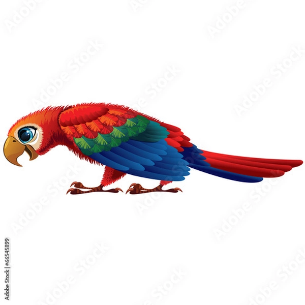 Fototapeta parrot
