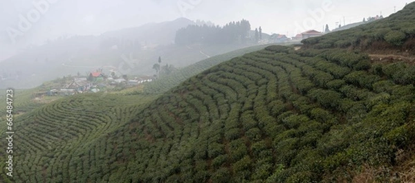 Obraz Ilam Tea Gardens