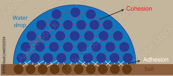 Obraz water and soil molecules under the effect of adhesion and cohesion