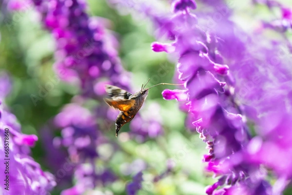 Fototapeta アメジストセージの花の蜜を吸うホウジャク