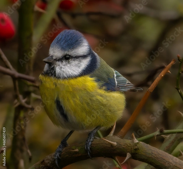 Obraz yellow wagtail on a branch