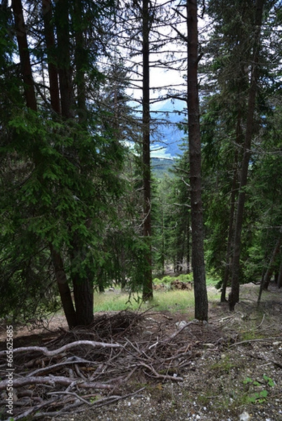 Obraz Forest on the route