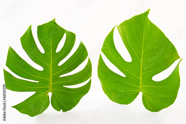 Fototapeta モンステラの葉