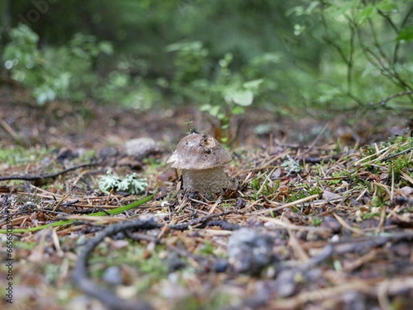 Fototapeta The boletus mushroom grows among green moss in a clearing in the forest. Edible healthy mushroom in the forest in summer. Vegetarian food in natural conditions.