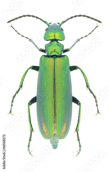 Obraz Beetle Lytta vesicatoria