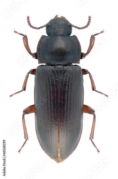 Obraz Beetle Tenebrio molitor