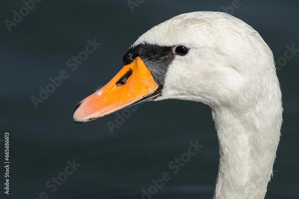 Fototapeta swan in portrait