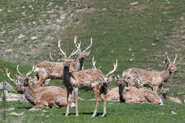 Obraz Deers (Maral). Safari Park. Shamakhi, Azerbaijan.