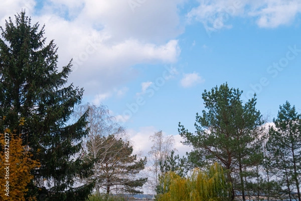 Fototapeta A variety of trees near the river in the forest