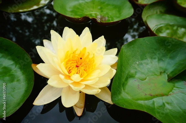 Obraz Yellow lotus