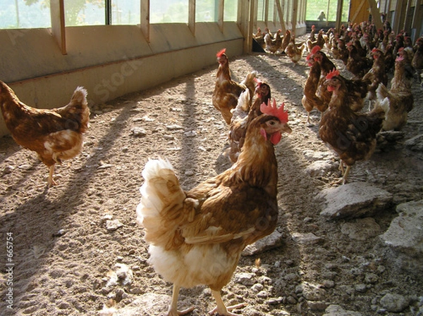 Fototapeta legehennen